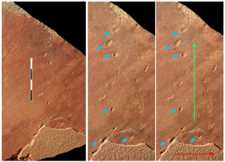 Illustration for article titled What Mystery Creature Left These 190-Million-Year-Old Footprints?